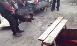 屠宰场杀猪视频,震撼人心的真实画面